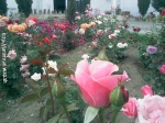 Imrankhan flowers22